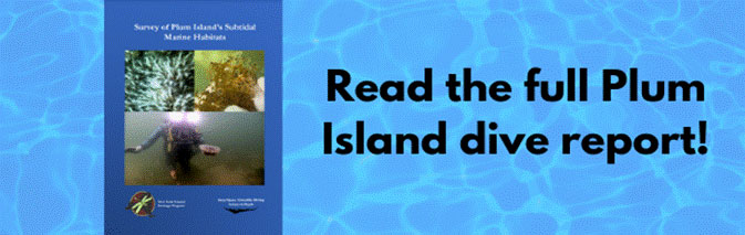 Read the full Plum Island dive report